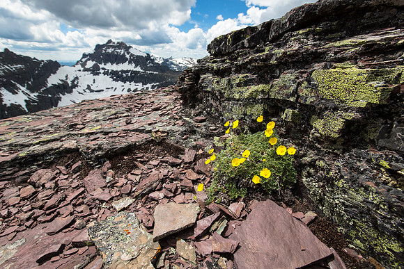Alpine Avens on Oberlin