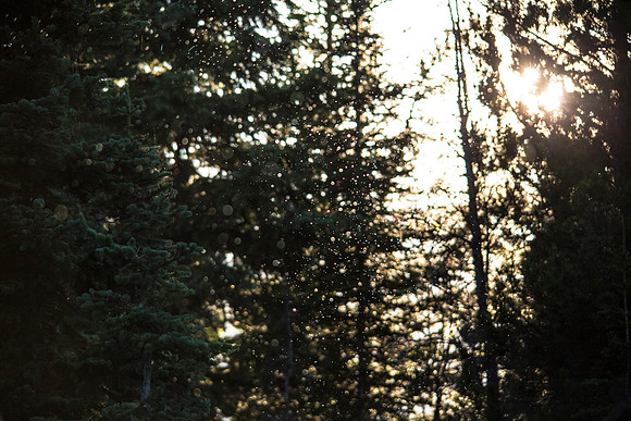 Backlight Gnats
