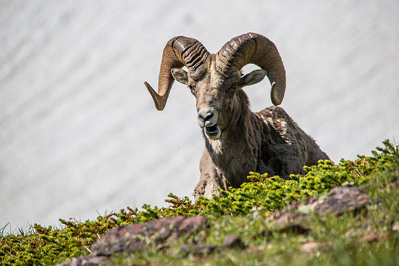 Bighorn Sheep at Logan Pass
