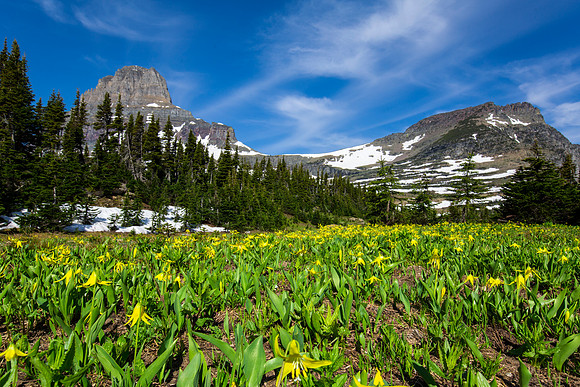 Glaicer Lillies at Logan Pass