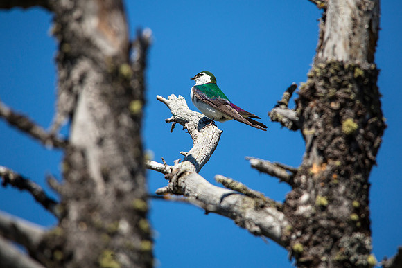 Violet-green Swallow