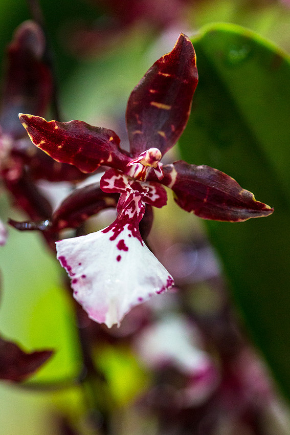 Rhyncholaeliocattleya Gladys Oumae