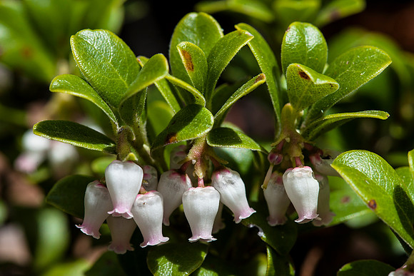 Kinnikinnick - Arctostaphylos uva-ursi