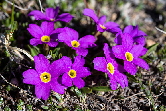 Fairy Primrose - Primula angustifolia