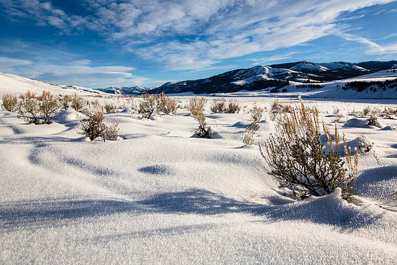 Afternoon in Lamar Valley