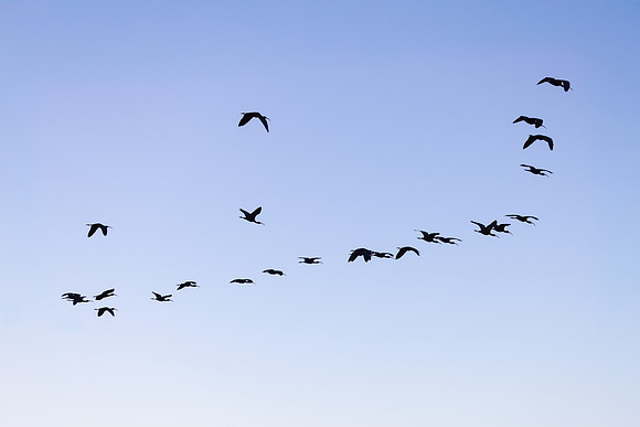 White-faced Ibis (Plegadis chihi) flock