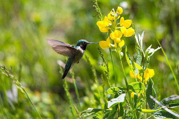 Broad-tailed Hummingbird Feeding on Golden Banner