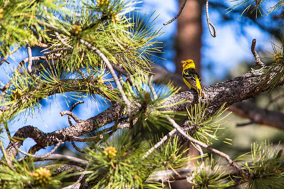 Western Tanager (2) - Piranga ludoviciana