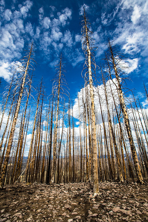 Cerro Grande Fire