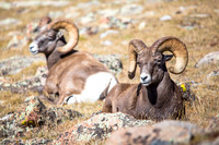 Rams chewing their cud