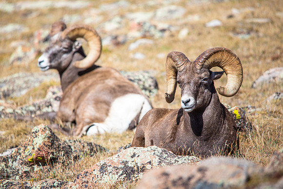 Rams chewing their cud