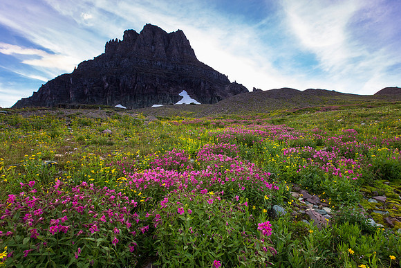 Clements and Wildflowers