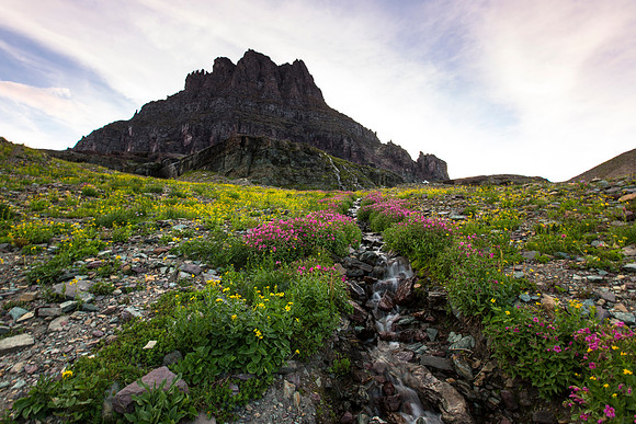 Clements, Creek, and Wildflowers