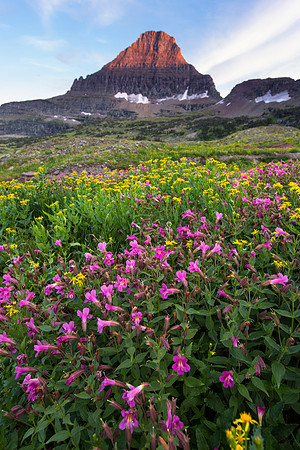 Flowers and Reynolds Alpenglow Portrait