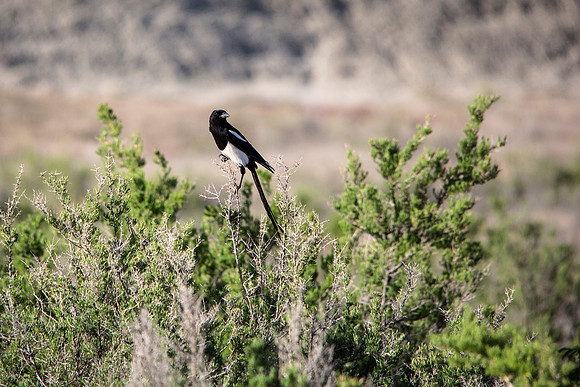 Black-billed Magpie - Pica pica