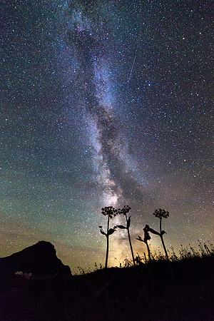 Flowers and Milky Way Portrait (2)