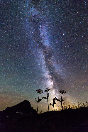 Flowers and Milky Way Portrait