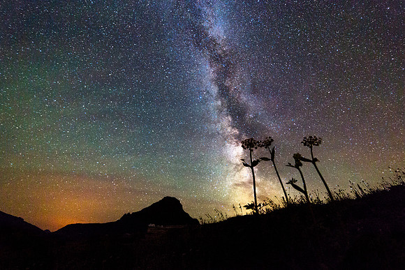 Flowers and Milky Way