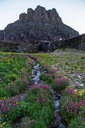 Wildflowers With Clements Mountain (2)