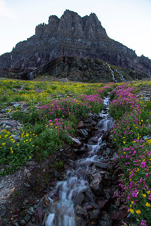 Wildflowers With Clements Mountain