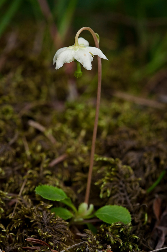 Shy Maiden - Moneses uniflora