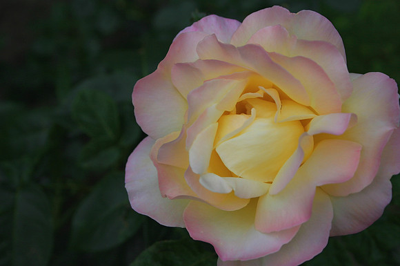 Wien Rose Garden