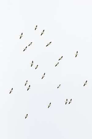20200524-jwf-1178