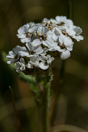 Northern Yarrow - Achillea millefolium