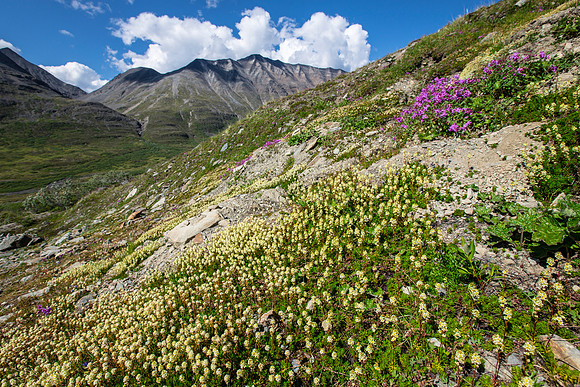 Wildflowers of Bremner