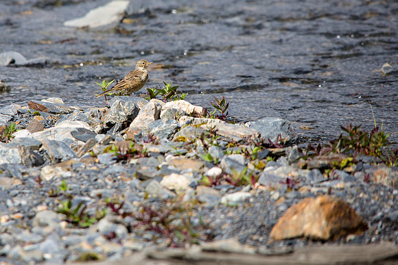 American Pipit - Anthus rubescens