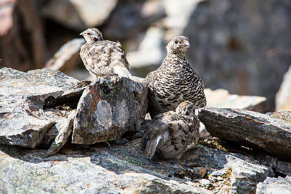 Rock Ptarmigan and Chicks - Lagopus muta