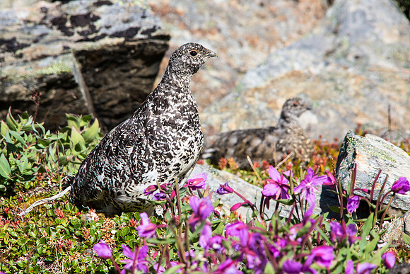 Rock Ptarmigan and Chicks (2) - Lagopus muta