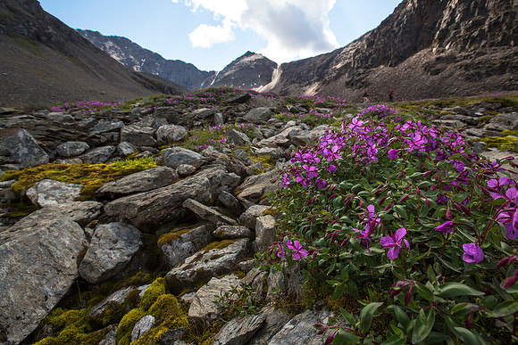 Wildflowers of Bremner (7)