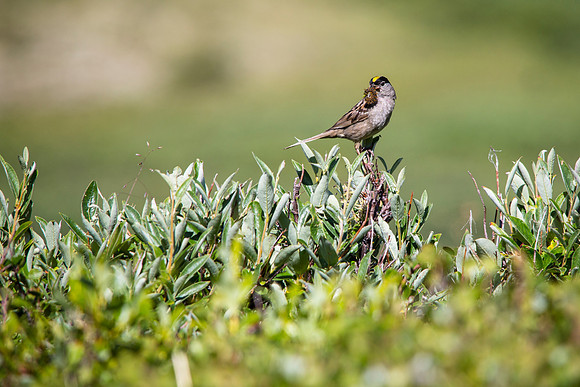 Golden-crowned Sparrow with Caterpillar - Zonotrichia atricapilla