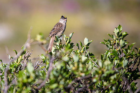 Golden-crowned Sparrow - Zonotrichia atricapilla