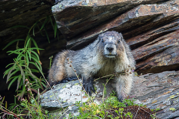 Hoary Marmot
