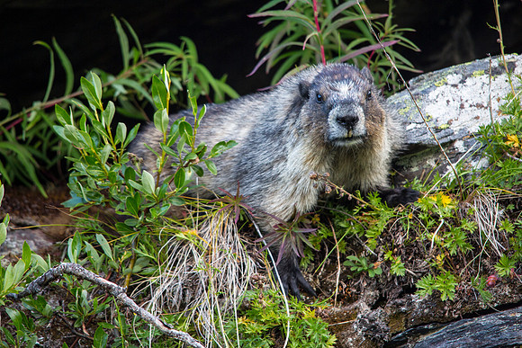 Hoary Marmot (2)