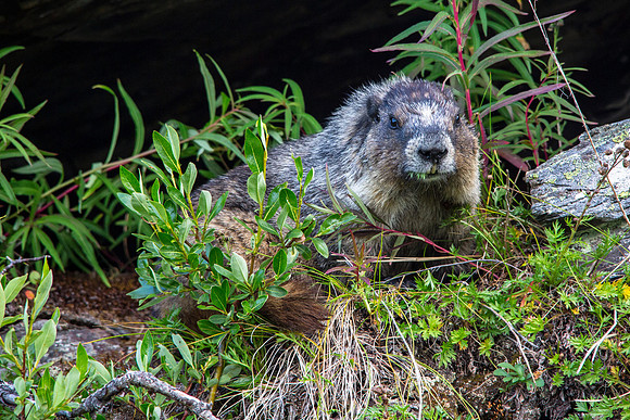 Hoary Marmot (3)