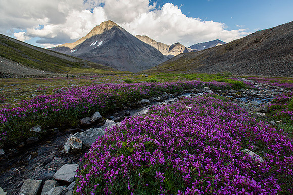 Wildflowers and Hikers in Aqueduct Drainage