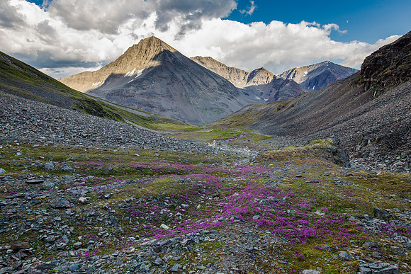 Wildflowers in Aqueduct Drainage