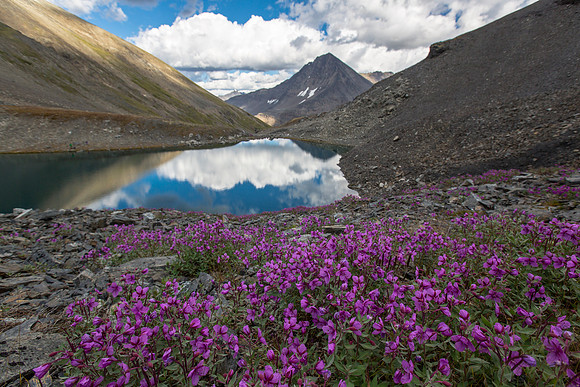Wildflowers Along Shore of Tarn Above Aqueduct