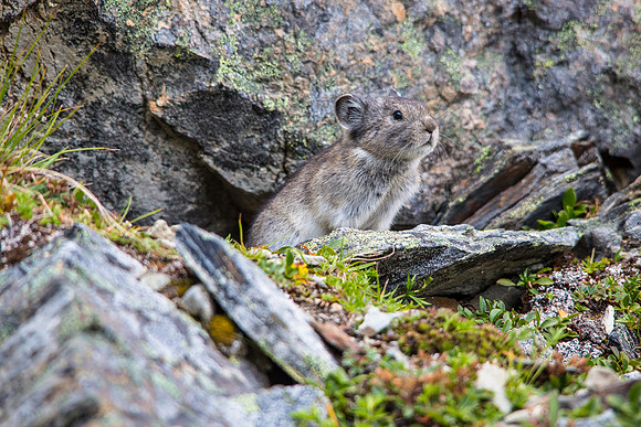 Collared Pika - Ochotona collaris