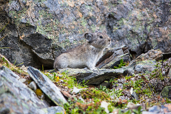 Collared Pika (2) - Ochotona collaris