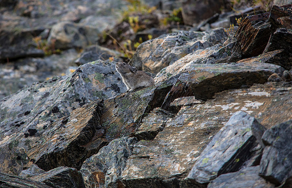 Collared Pika (3) - Ochotona collaris
