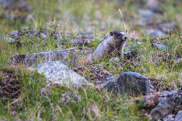 Hoary Marmot Juveline - Marmota caligata