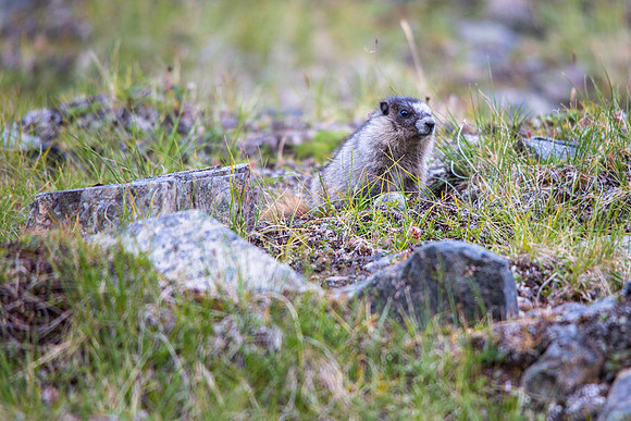 Hoary Marmot Juveline (2) - Marmota caligata