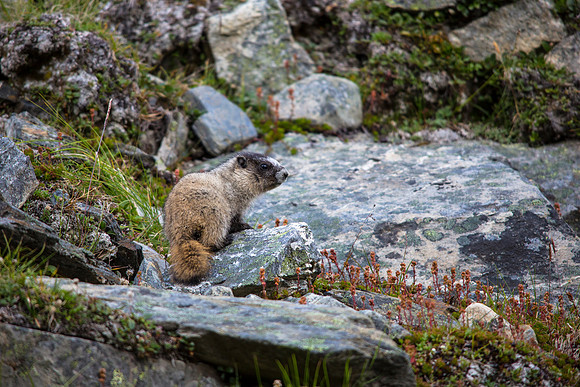 Hoary Marmot Juveline (3) - Marmota caligata