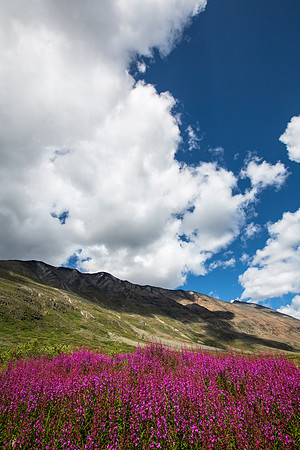 Fireweed in Bremner Portrait