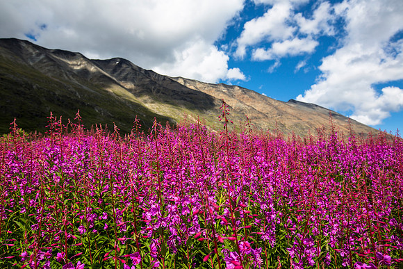 Fireweed in Bremner (2)