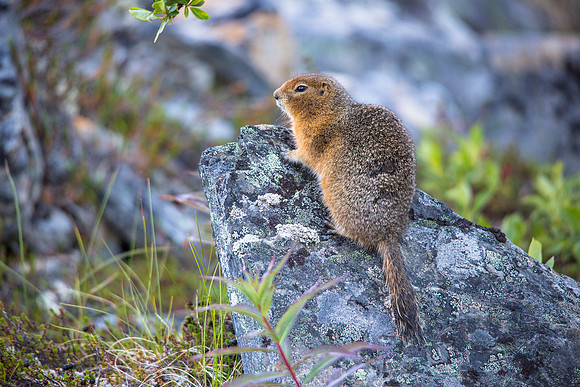 Arctic Ground Squirrel (4) - Spermophilus parryii